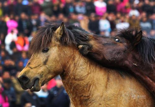 格斗中的马匹。