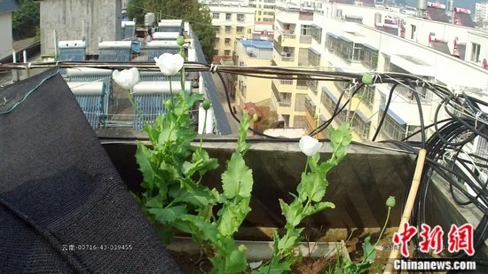 网友楼顶私种罂粟花网上晒视频招来警察蜀黍