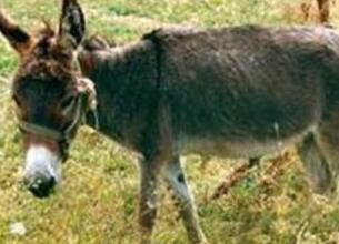 农妇打喷嚏烧伤8头驴 白白损失了4万元 网友：大写加粗的服