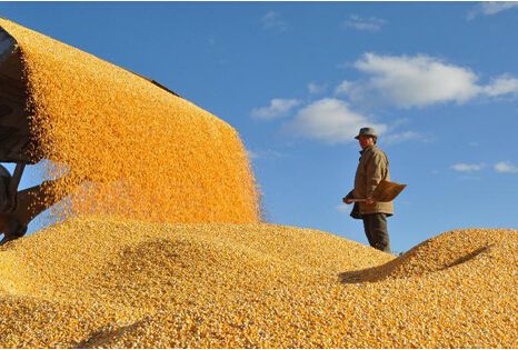 粮食“去库存”