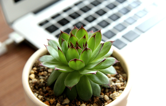 办公室植物有讲究 这些植物最“吸毒”