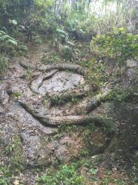 江口石龙尚见尾不见首。