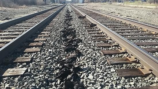 凶兆？美密歇根州数百乌鸦沿铁路“列队”死亡（图）