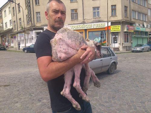 工作人员把它抱上车，带回了机构。在路上，他们给它取名“Khaleesi”。