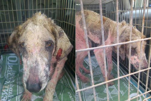 刚到机构的第一天，Khaleesi看见有人靠近，很努力的摇起了尾巴，并且用一种很信任很开心的眼神看着工作人员，仿佛看到了希望。因为之前听说过有流浪狗得了蠕形螨最后被医治康复的，所以大家还是决定尝试一下，因为看起来实在太让人心疼了。