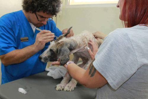 兽医给它仔细的除虫，清跳蚤，检查皮肤。