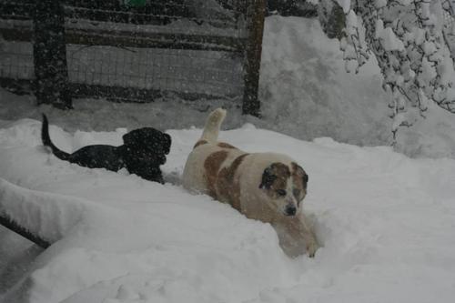 慢慢的还在机构里结识了形影不离的好朋友（Ragnar，另一只被解救的流浪狗）。