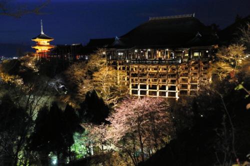 。“清水舞台”和星星点点的初樱在柔和灯光的照射下，营造出神秘动人的氛围。