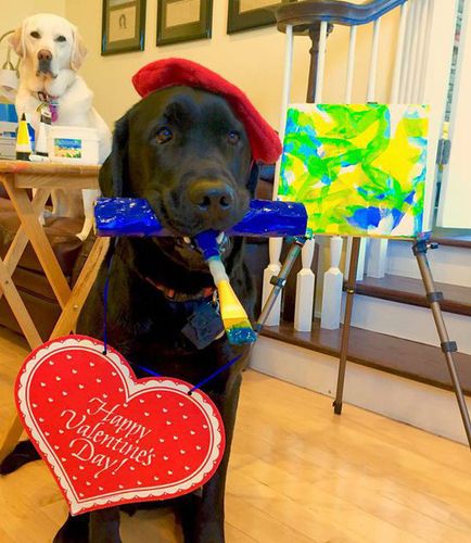 伊凡妮描述说当小刀作画时，他会给伊凡妮作出动作，指示他需要的颜色（狗是有一定的颜色分辨能力的）和调整画布。（网页截图）