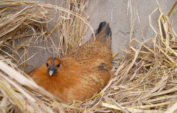 QQ图片20160331094256