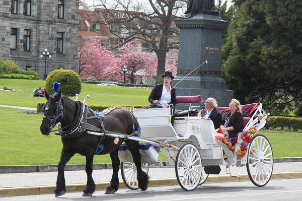 漫游花城维多利亚