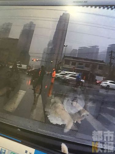 西安两名保洁员街头摔狗，路过市民行车记录仪拍下。