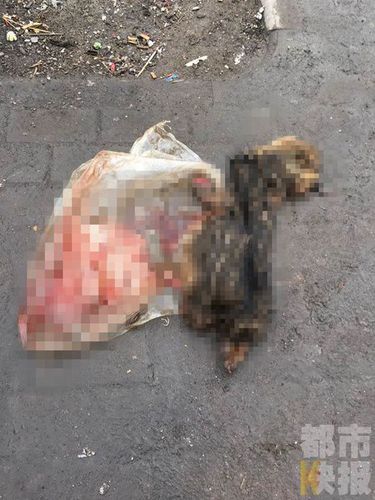 西安两名保洁员街头摔狗，路过市民行车记录仪拍下。