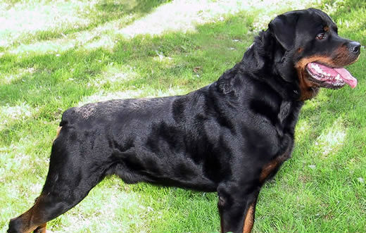 警犬排队等吃饭网络走红(图) 盘点中国警犬的犬种