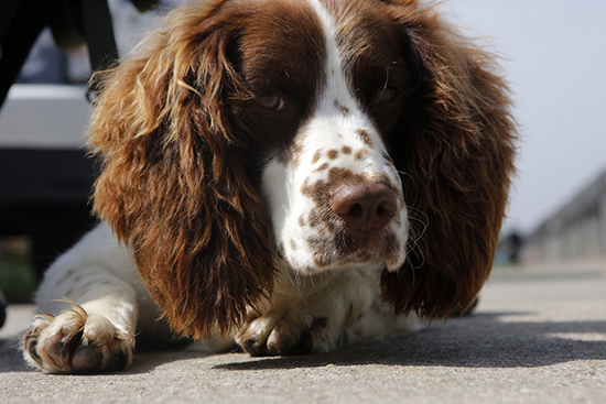 2016年4月8日，Jess乖乖的趴着。 