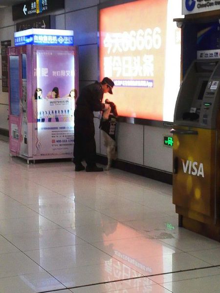 上海警犬“Jess”走红网照 