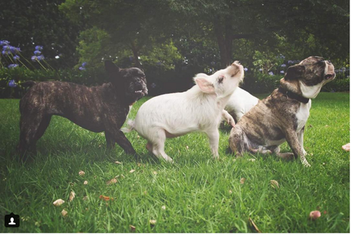 下一步艾丽莎打算买一头迷你驴加入这个友好的大家庭。