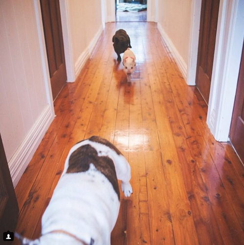 他们可爱有趣的生活照被主人艾丽莎放在社交网站上，图片中看得出奥利弗和狗狗们友谊深厚，他们一起顽皮地跑来跑去，没有一刻消停。