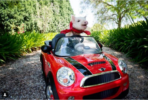 图为装扮时尚的开心小猪奥利弗。