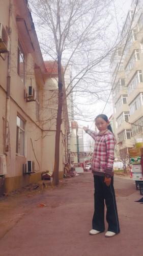 10岁女孩流泪心愿：救救我家榆树 给它个新家