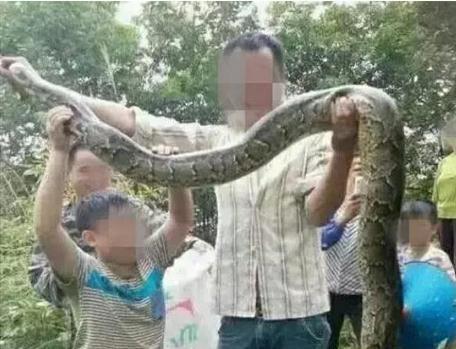 玉林两兄弟抓野生大蟒炖汤