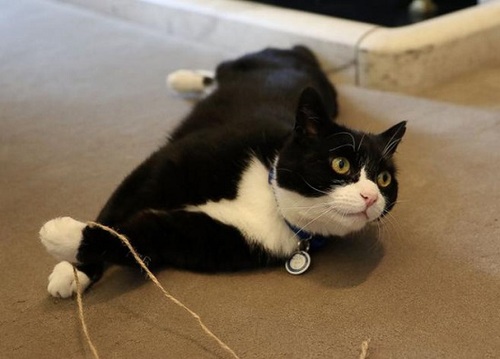 英外交部迎来“最萌员工”：流浪猫任捕鼠官（图）