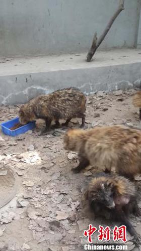 探访野外放生产业链：以“放生行善”为名倒卖动物牟利