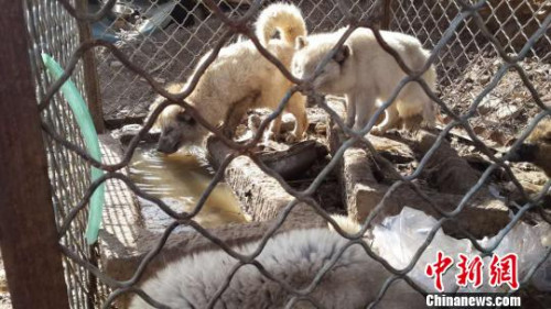 图为汤河口村民自行抓捕的狐狸?！∥夂锨?摄