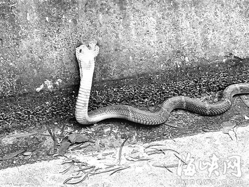 福州一县道现5条被放生毒蛇 距小学仅500米(图)
