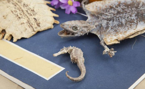 中医提醒：这五种药物很伤肾