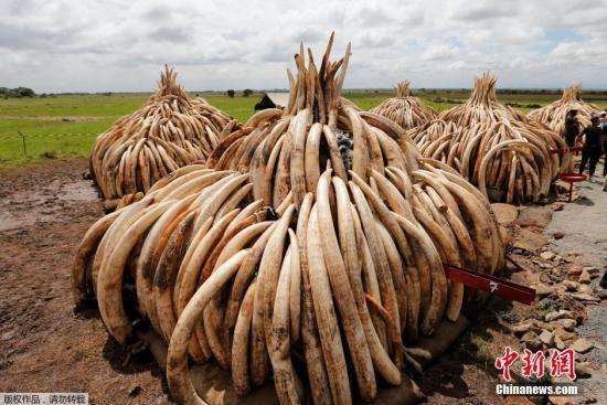 当地时间2016年4月28日，肯尼亚内罗毕，肯尼亚野生动植物局进行走私象牙焚烧准备工作。
