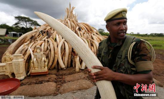 肯尼亚野生动植物局在一个媒体见面会上表示，肯尼亚计划于5月1日焚烧105吨象牙和1吨多犀牛角。