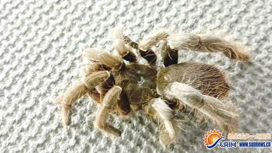 31只巨型毒蜘蛛入境厦门被截获　体长超过11厘米