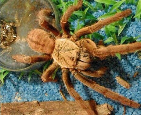 31只巨型毒蜘蛛入境厦门被截获　体长超过11厘米