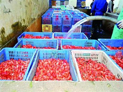 虾经分拣后在工厂内被蒸煮熟，工人浇水降温。