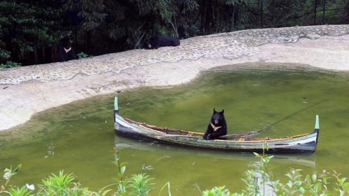 黑熊划翻独木舟
