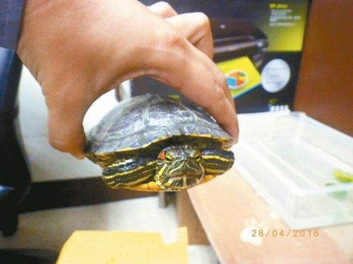 　警察事后“逮捕”乌龟，送往动保处代管。来源：台湾《联合报》