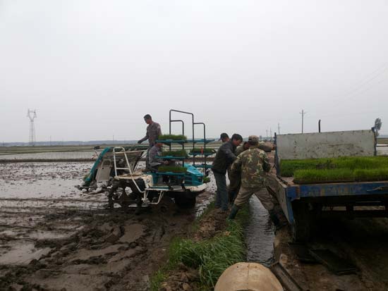 　图为田作业员义工队为贫困户免费插秧