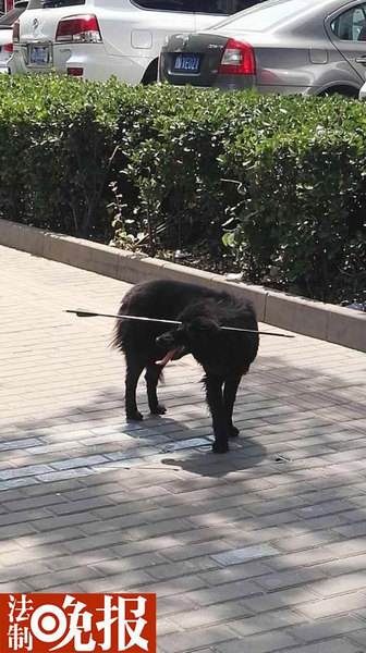 小狗被箭射穿头部