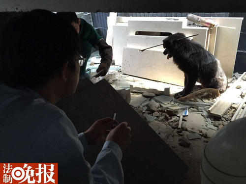 小狗被箭射穿头部