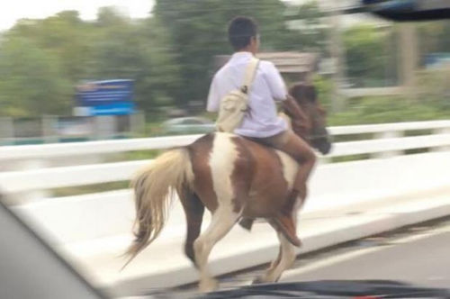 2016最牛座驾？泰国小男生骑马上学拉风炫酷（图）