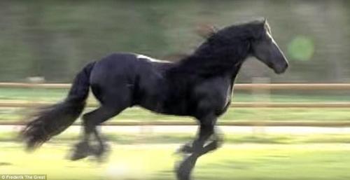 “腓特烈二世”配种一次的种马费高达7500澳元（约35314人民币），它的粉丝纷纷在网上表达自己的爱，有人甚至这样写道：你是我见过最漂亮的马儿，只有上帝才能创造出这样完美的艺术品。