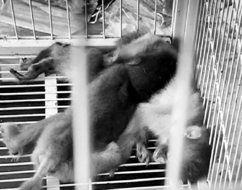 沈阳两租客失联 出租屋内两只猴两条狗被饿死