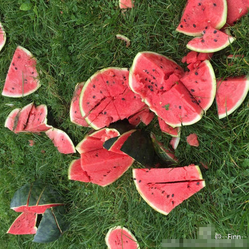 不到1小时，1吨多西瓜被全部砸光。