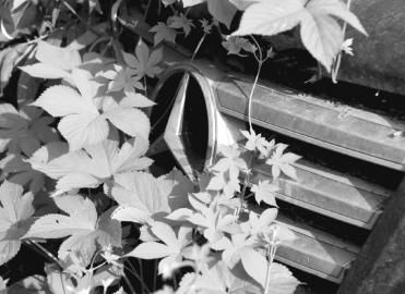 成都“土豪停车场”里的“僵尸豪车”：宾利路虎奔驰长草