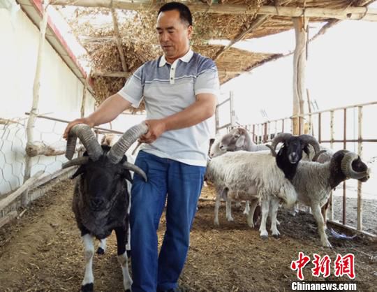 新疆焉耆县一养殖园现多只四角绵羊吸引围观（图）