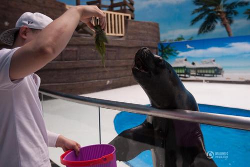 等着吃粽子的海狮。