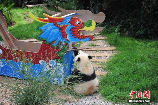 昆明大熊猫迎端午 吃美食玩龙舟3