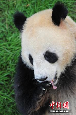 昆明大熊猫迎端午 吃美食玩龙舟5