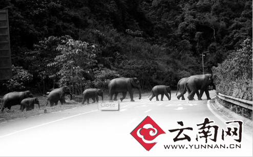 近些年来，人象冲突时有发生